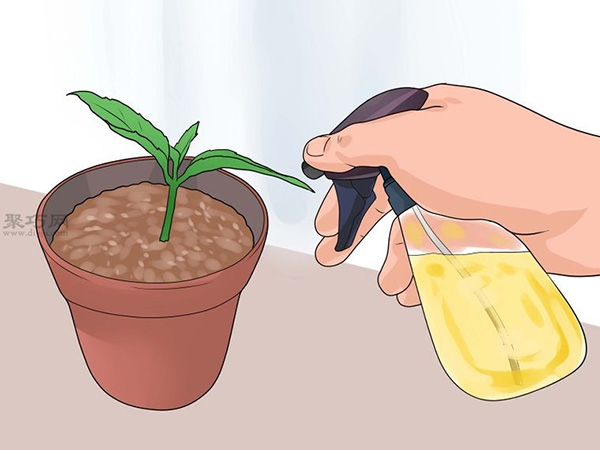 怎么种植倒挂金钟 6