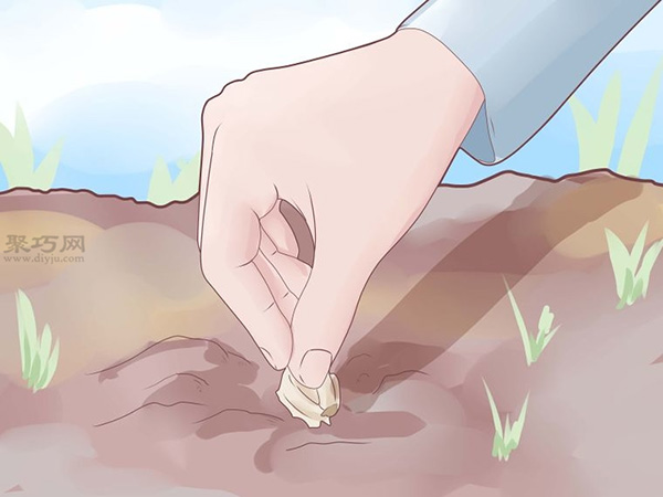 怎么样种植大蒜 种植大蒜教程图解