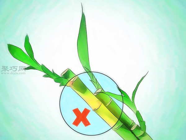 怎样挑选富贵竹 来看栽种富贵竹步骤