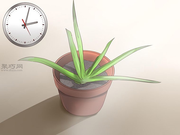 怎么种植或移植芦荟 2