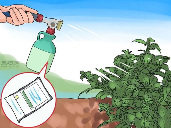 如何护理倒挂金钟 13