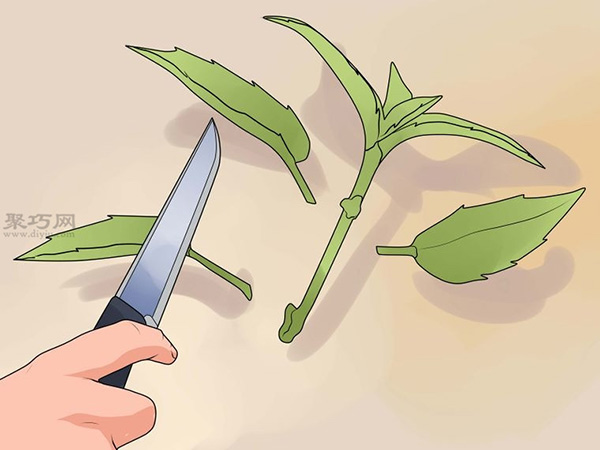 怎么种植倒挂金钟 2