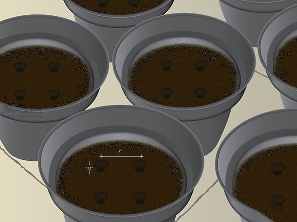 如何种木瓜 用种子种木瓜图解教程