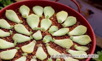 多肉植物叶插方法解密(图6) 多肉植物叶插方法解密