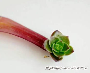 多肉植物叶插方法解密