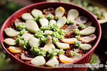 多肉植物叶插方法解密(图7) 多肉植物叶插方法解密
