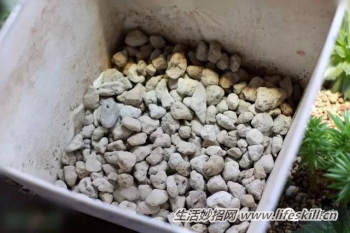 多肉植物叶插方法解密(图2) 多肉植物叶插方法解密