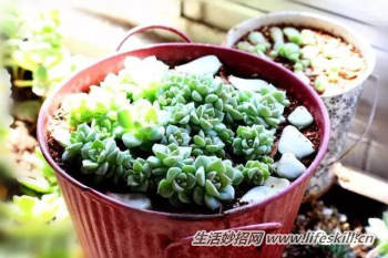 多肉植物叶插方法解密(图8) 多肉植物叶插方法解密