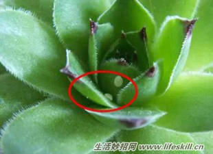 养花常见病虫害的防治方法(图3) 养花常见病虫害的防治方法