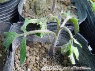 养花常见病虫害的防治方法(图4) 养花常见病虫害的防治方法