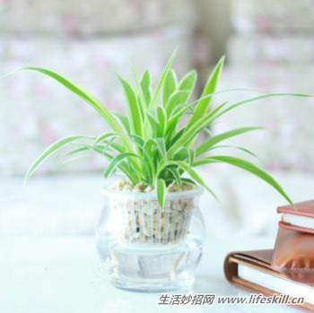 金边吊兰的养殖方法