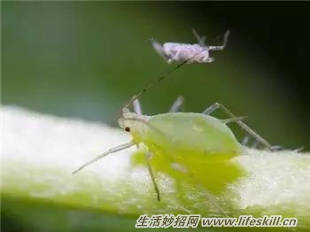 养花常见病虫害的防治方法