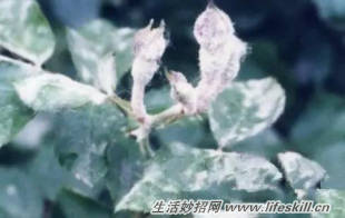 养花常见病虫害的防治方法(图6) 养花常见病虫害的防治方法