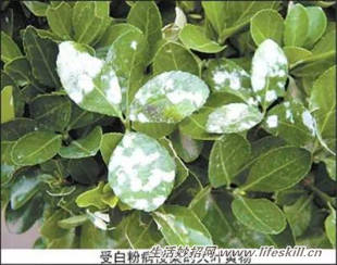 养花常见病虫害的防治方法(图7) 养花常见病虫害的防治方法