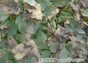 养花常见病虫害的防治方法(图8) 养花常见病虫害的防治方法