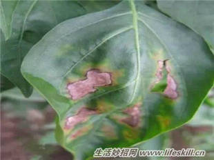 养花常见病虫害的防治方法(图9) 养花常见病虫害的防治方法