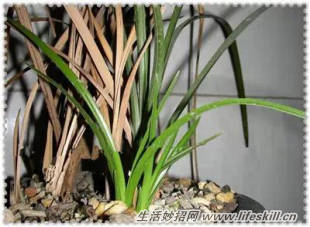 养花常见病虫害的防治方法(图10) 养花常见病虫害的防治方法