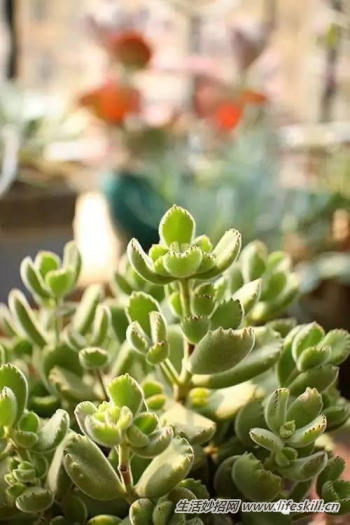 秋天凉了，多肉植物怎么养？