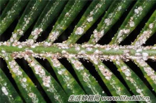 养花常见病虫害的防治方法(图11) 养花常见病虫害的防治方法