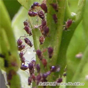 养花常见病虫害的防治方法(图12) 养花常见病虫害的防治方法