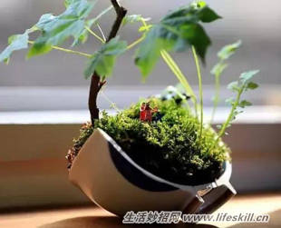 养花常见病虫害的防治方法(图16) 养花常见病虫害的防治方法