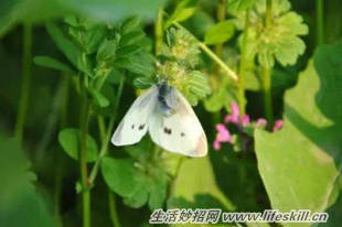 养花常见病虫害的防治方法(图15) 养花常见病虫害的防治方法