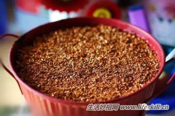 多肉植物叶插方法解密(图4) 多肉植物叶插方法解密