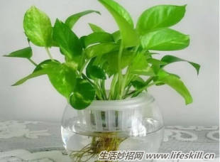 绿萝如何养才能避免黄叶？