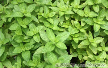 酷暑天 看到这几种驱蚊植物赶紧带回家