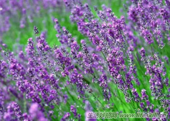 酷暑天 看到这几种驱蚊植物赶紧带回家(图2) 酷暑天 看到这几种驱蚊植物赶紧带回家