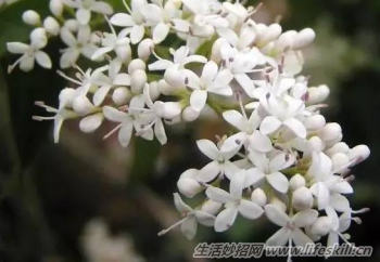 酷暑天 看到这几种驱蚊植物赶紧带回家(图4) 酷暑天 看到这几种驱蚊植物赶紧带回家