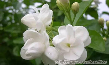 酷暑天 看到这几种驱蚊植物赶紧带回家(图3) 酷暑天 看到这几种驱蚊植物赶紧带回家