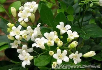 酷暑天 看到这几种驱蚊植物赶紧带回家(图5) 酷暑天 看到这几种驱蚊植物赶紧带回家