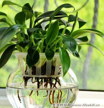 水培植物水里长绿藻了怎么办呢？