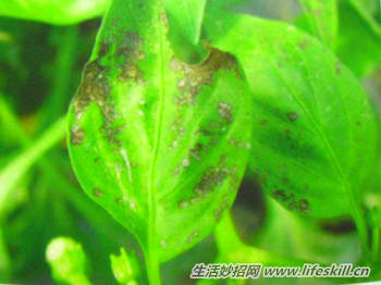 盆栽花卉常见虫害及防治方法