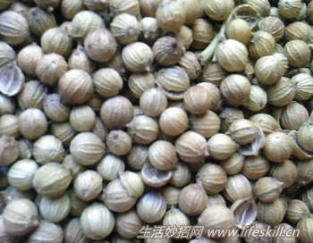 香菜的种植方法(图2) 香菜的种植方法