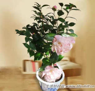 四十五种花卉养殖的注意事项