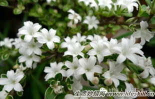 四十五种花卉养殖的注意事项