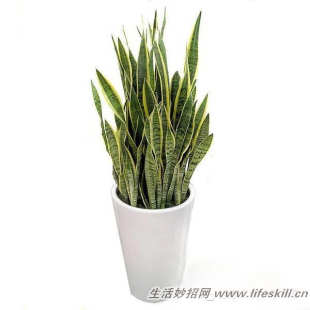 四十五种花卉养殖的注意事项