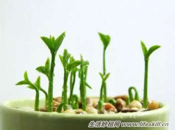 吃剩下的水果核不要扔，动手种植成小盆景