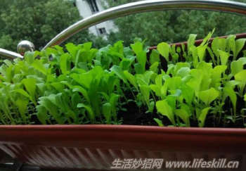 关于阳台栽培蔬菜的几个要点 - 案例展示图