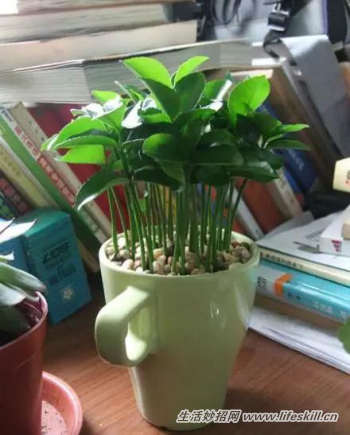 吃剩下的水果核不要扔，动手种植成小盆景