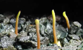 吃剩下的水果核不要扔，动手种植成小盆景