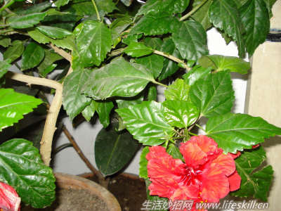 怎样使家庭盆栽桑叶牡丹花开更旺 - 案例展示图