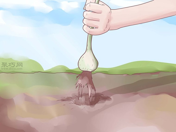 怎样收成与风干大蒜 种植大蒜图片教程