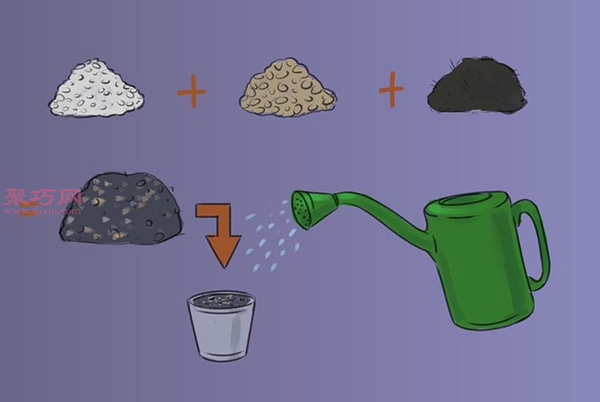 怎样播种罗勒 3.jpeg