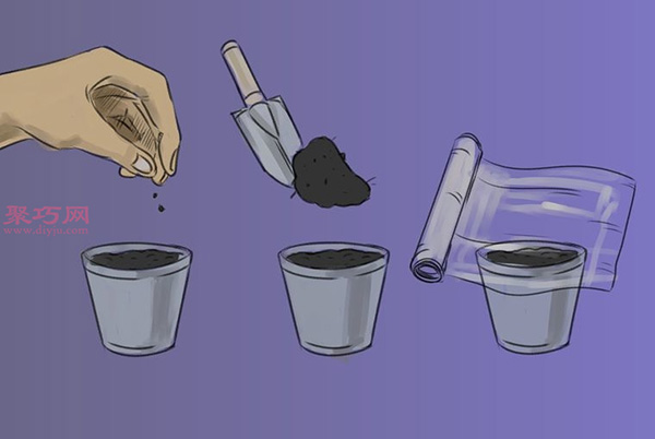 怎样播种罗勒 4.jpeg