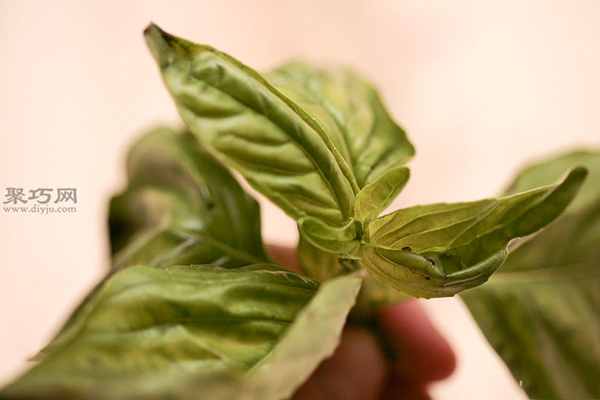 怎样播种罗勒 种植罗勒教程图解