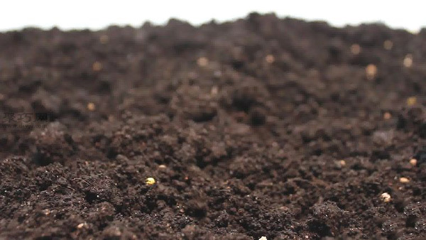 怎样规划花园 种花图片教程