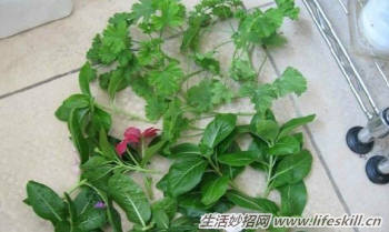 100%成活率的花卉插扦方法